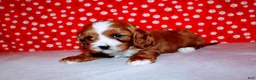 Cavalier King Charles Spaniel dogs for sale: Lexy - Ad 3