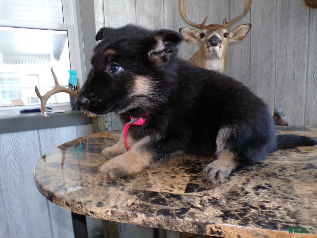 German Shepherd dogs for sale: German Shepherd Puppy 2 Zoey - Ad 4