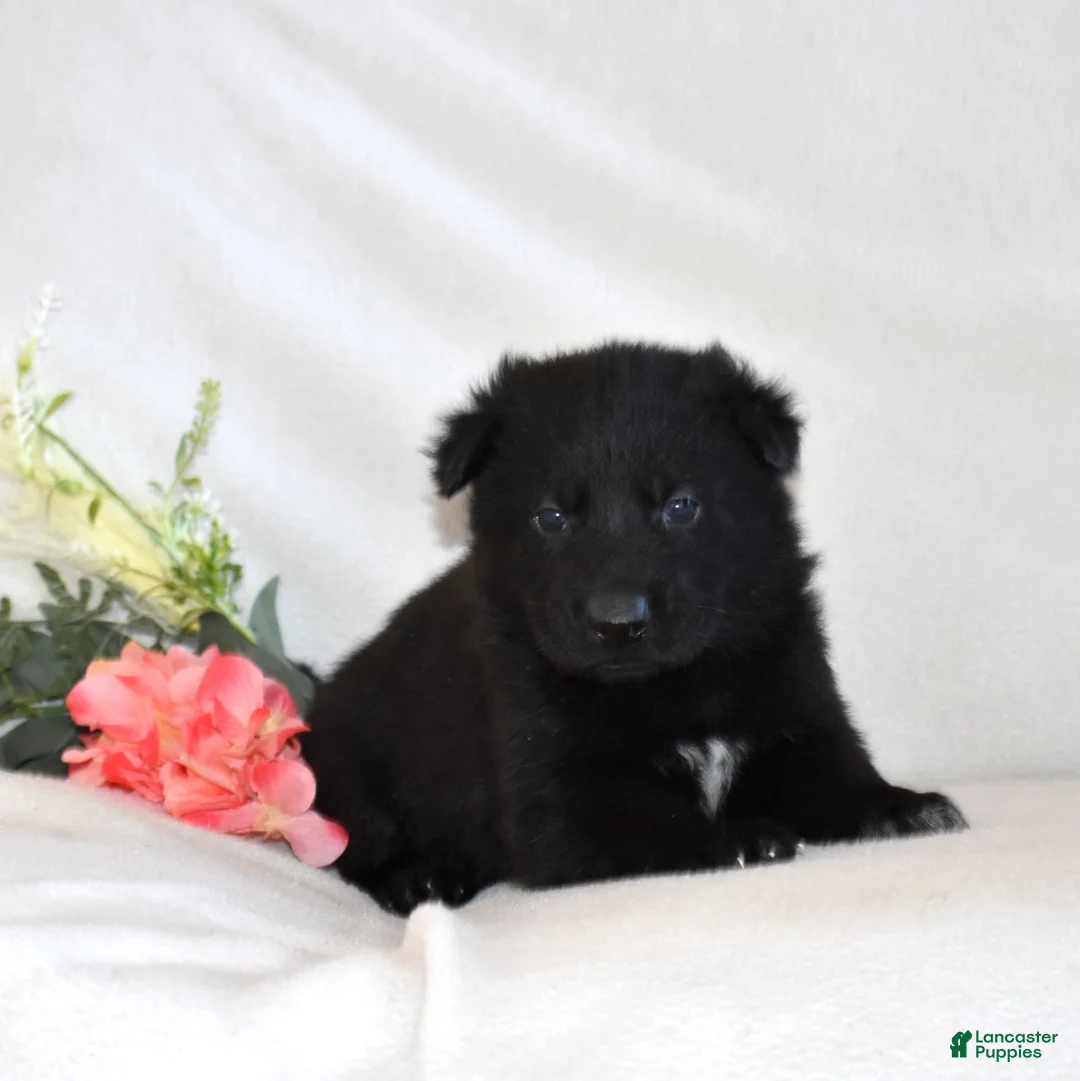 German Shepherd dogs for sale: Shadow - Ad 6