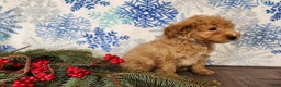 Mini Goldendoodle dogs for sale: Dover - Ad 21
