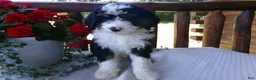 Mini Bernedoodle dogs for sale: Bryson - Ad 9