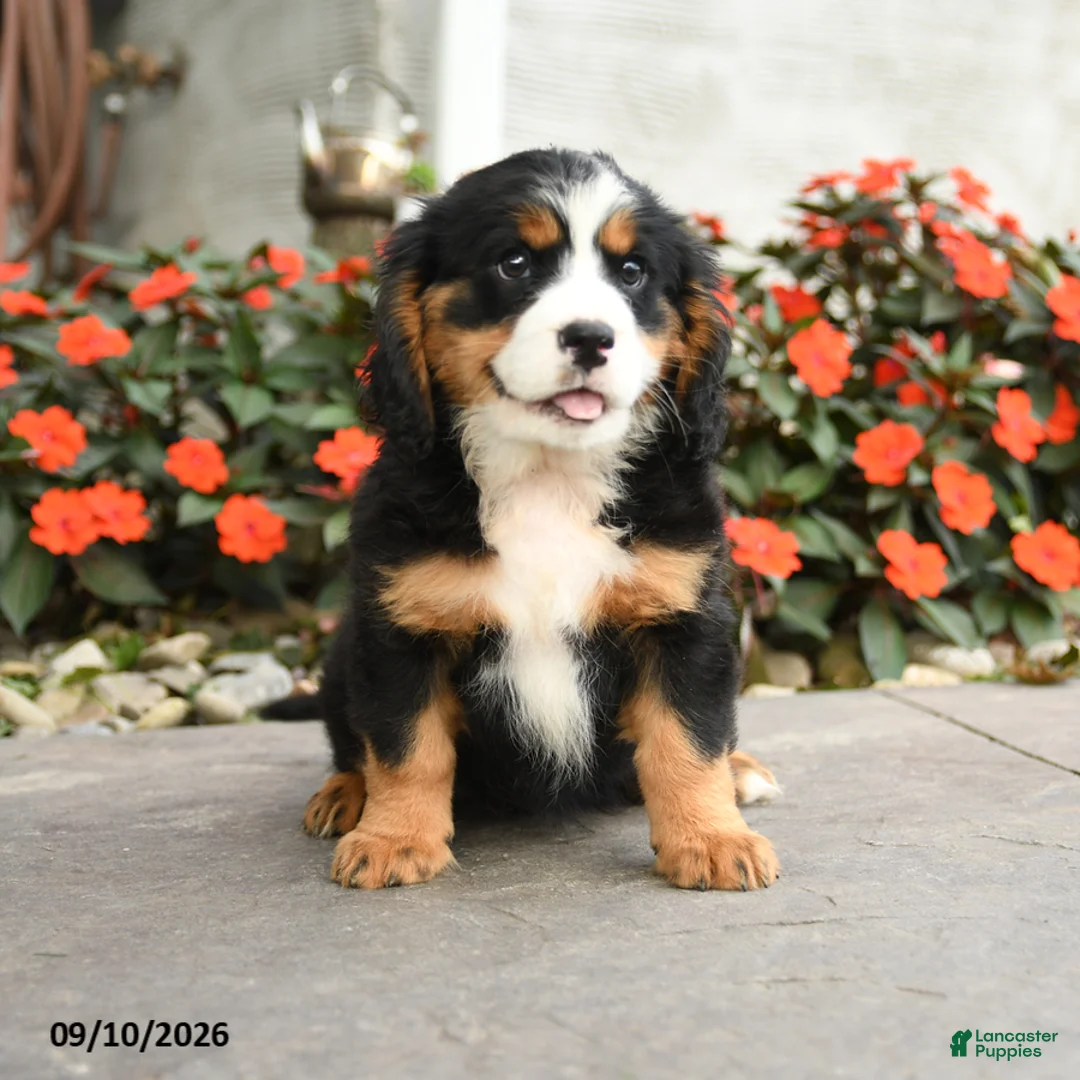Miniature Bernese Mountain Dog dogs for sale: Madison - Ad 3