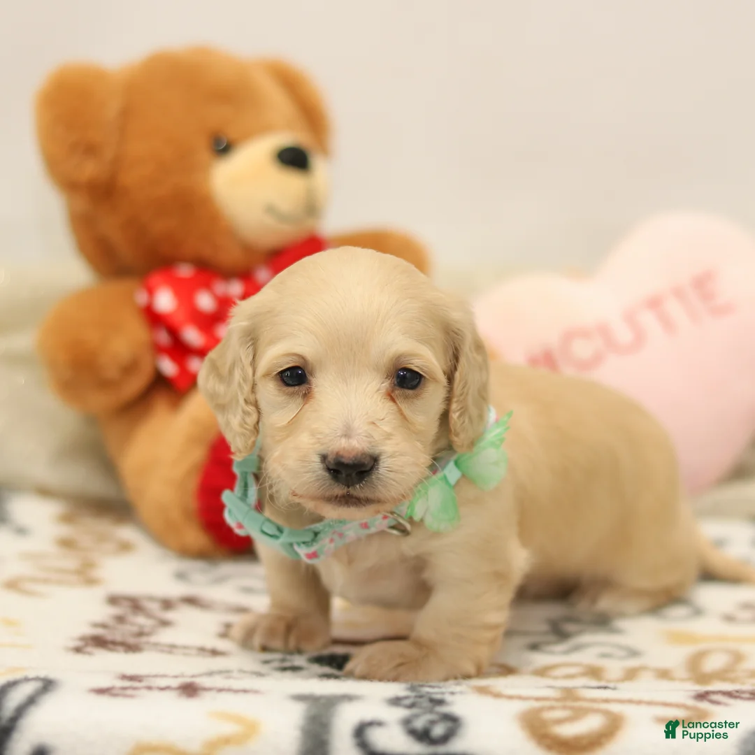 Miniature Dachshund dogs for sale: Blondie - Ad 2