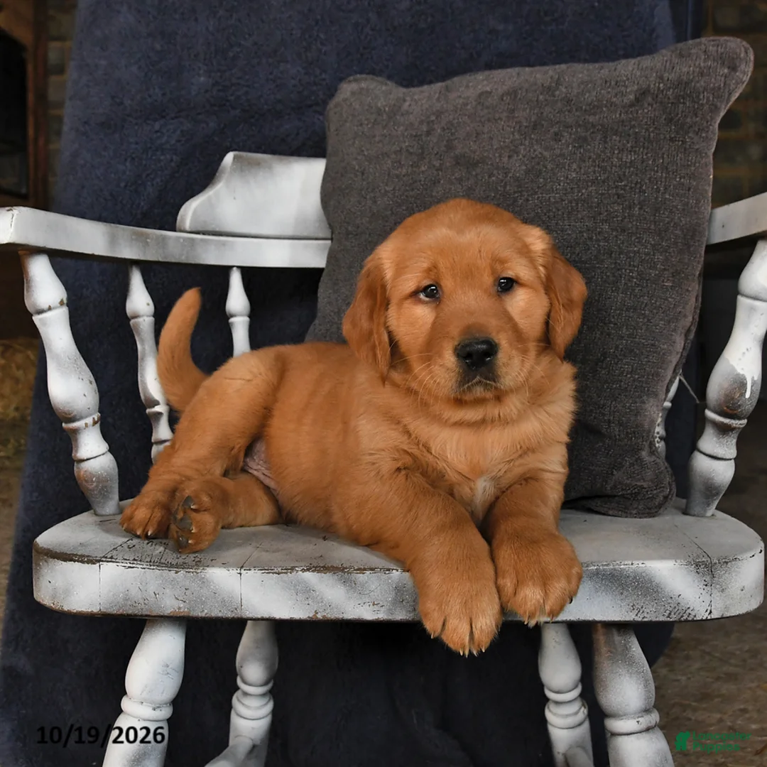 Golden Retriever dogs for sale: Aj  - Ad 2