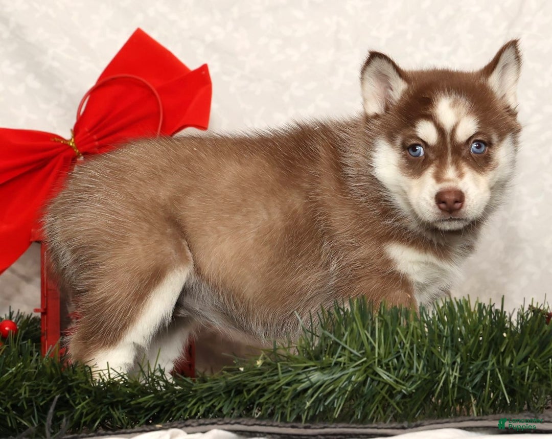 Siberian Husky dogs for sale: Mary - Ad 5