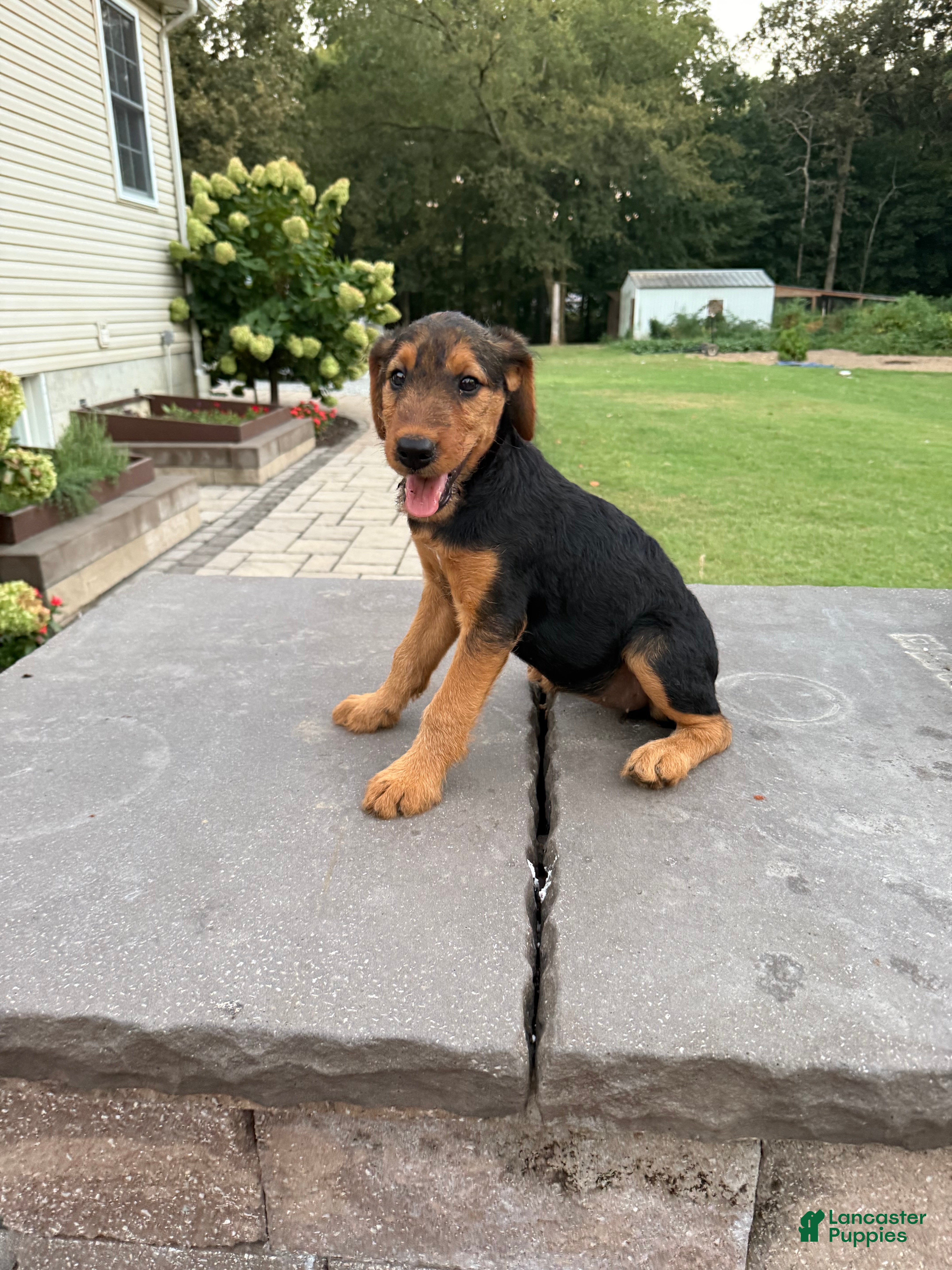 Airedale Terrier dogs AKC Dolly  - Ad 2