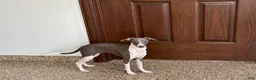 Italian Greyhound dogs for sale: Melanie  - Ad 5