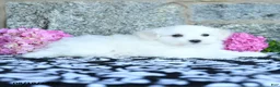 Maltese dogs for sale: Snowflake - Ad 4