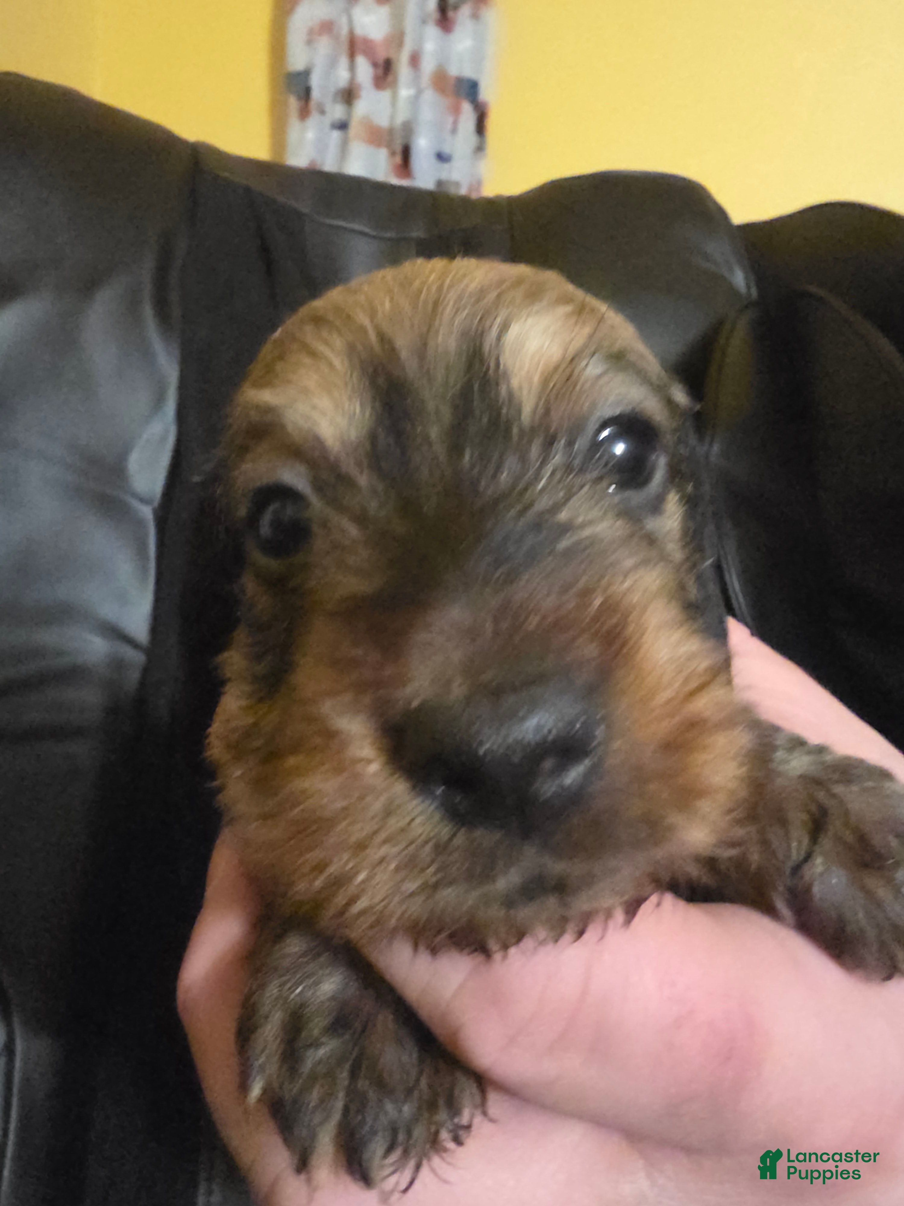 Miniature Dachshund dogs Fred - Ad 2