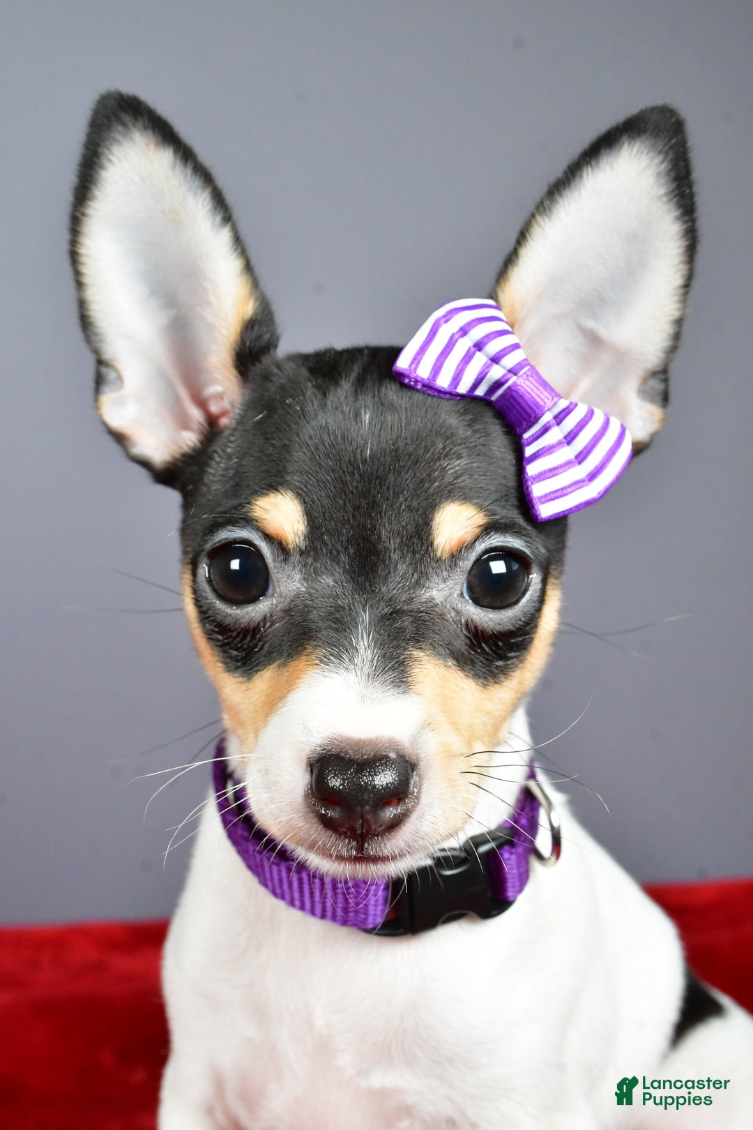 Toy Fox Terrier dogs for sale: Lucy - Ad 8