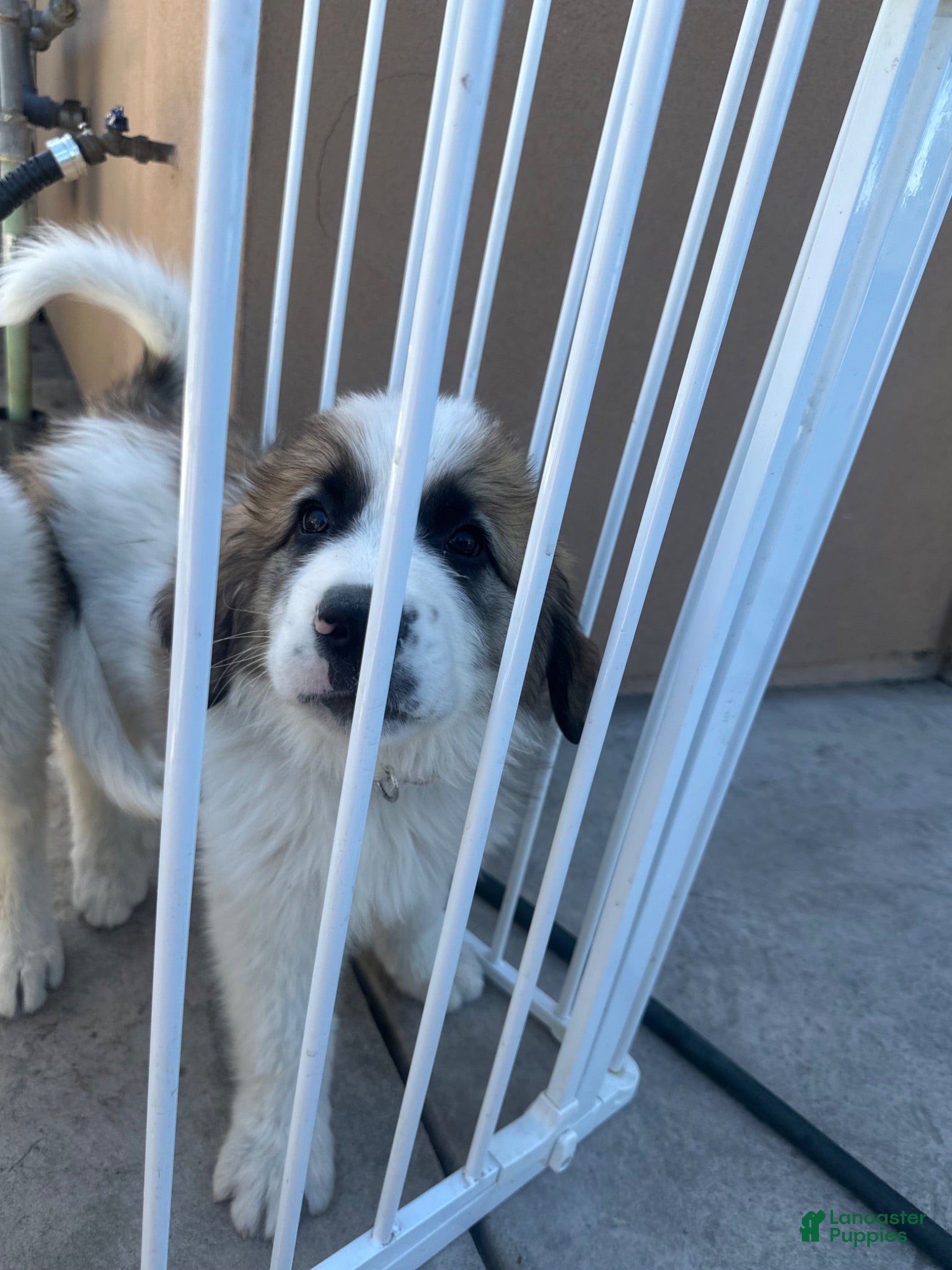 Mixed Breed dogs Mixed Breed 1 - Ad 13