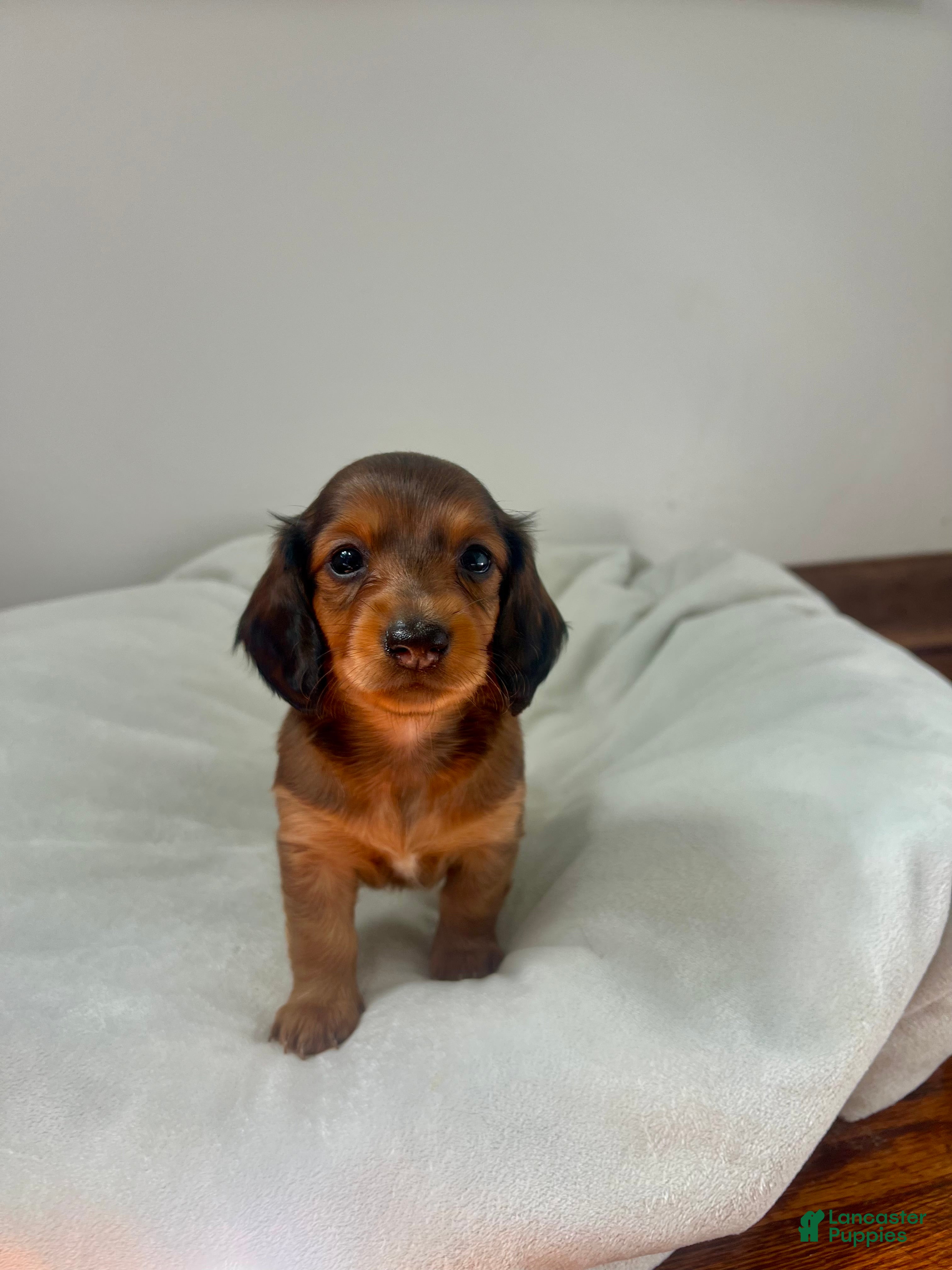 Miniature Dachshund dogs Tulip - Ad 2