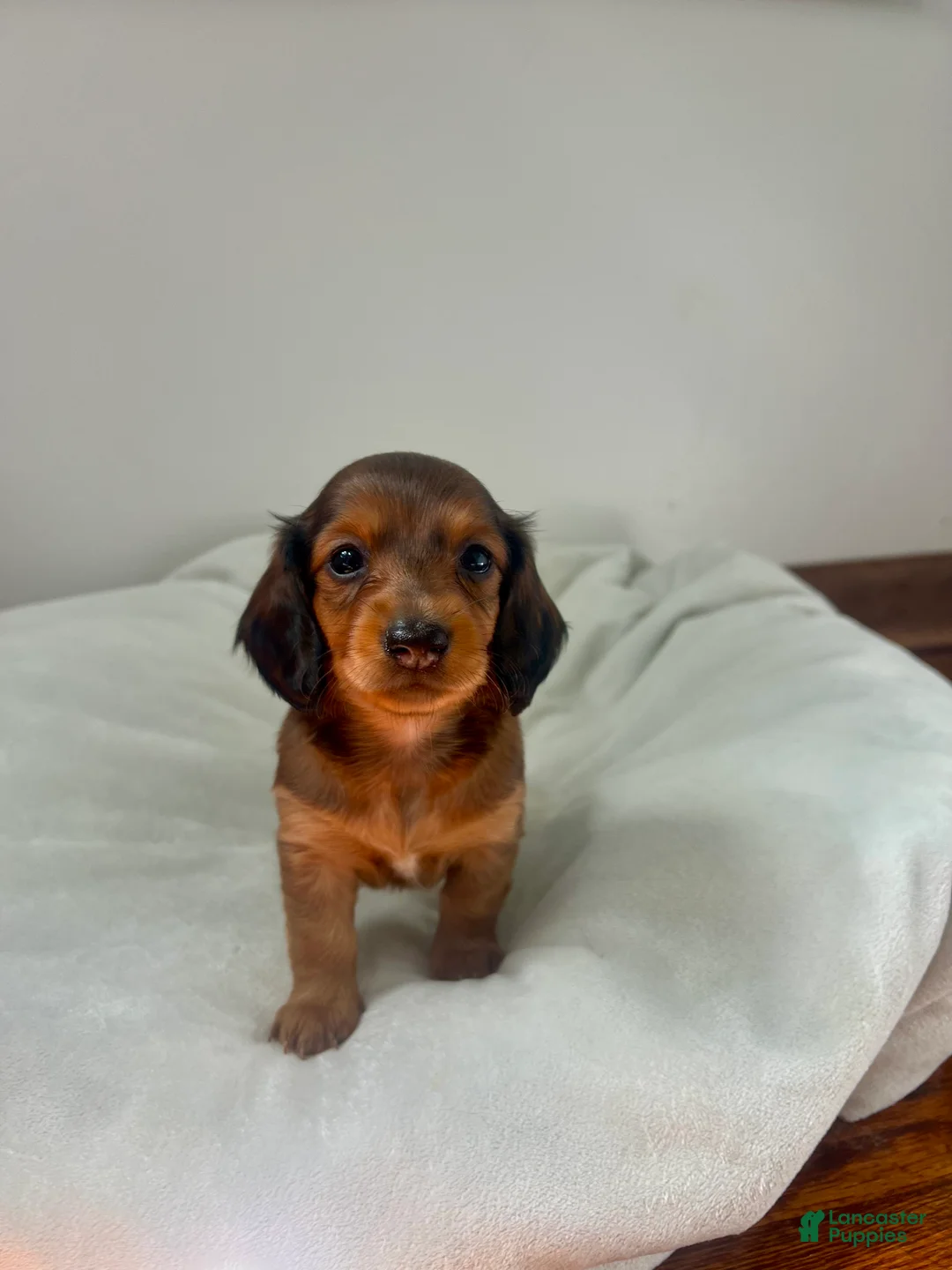 Miniature Dachshund dogs for sale: Tulip - Ad 2