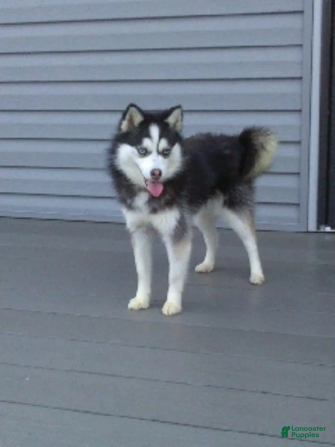 Pomsky dogs for sale: Tara - Ad 10