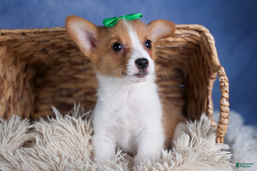 Welsh Corgi Pembroke dogs for sale: Larson - Ad 11