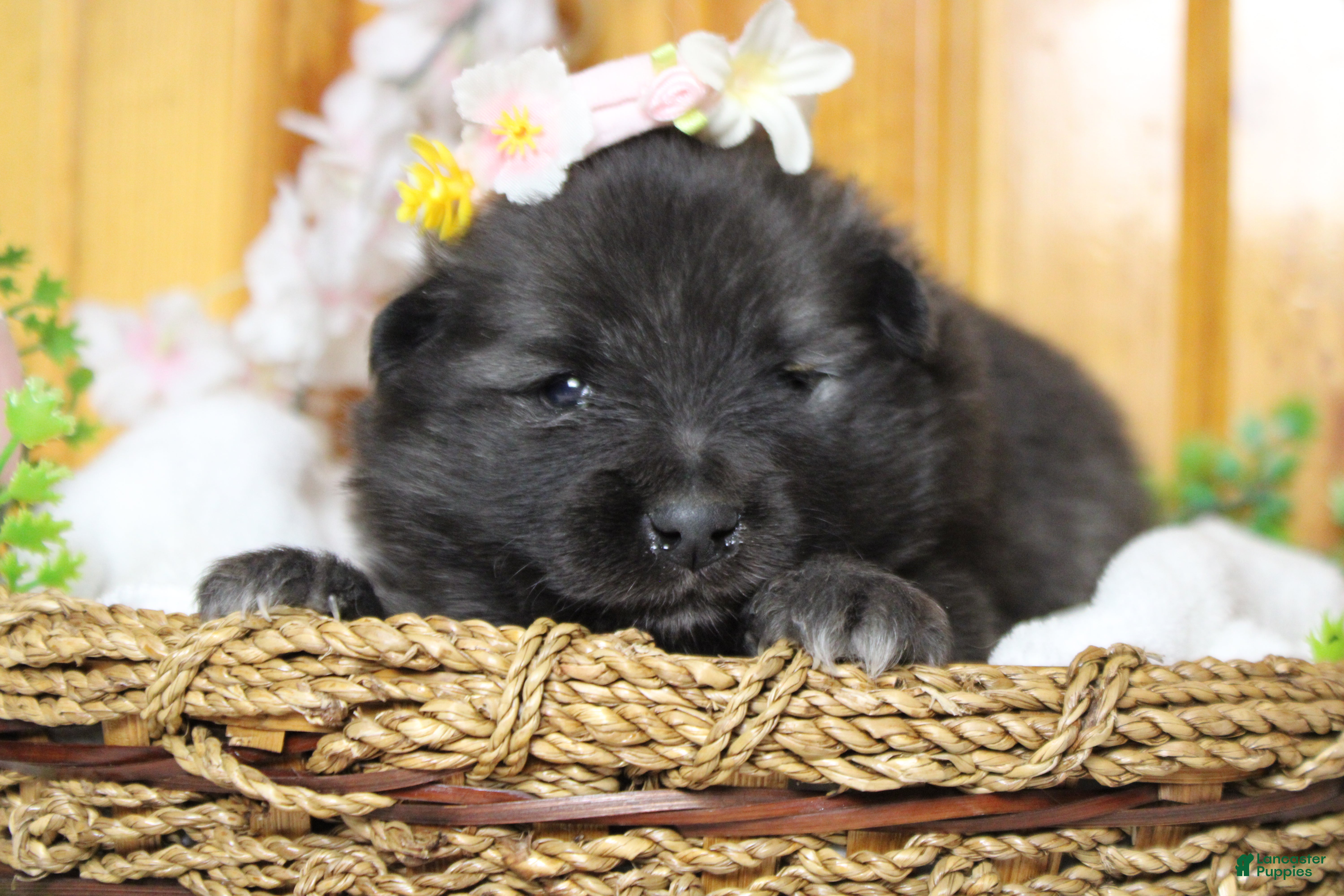 Keeshond dogs Elsa  - Ad 11