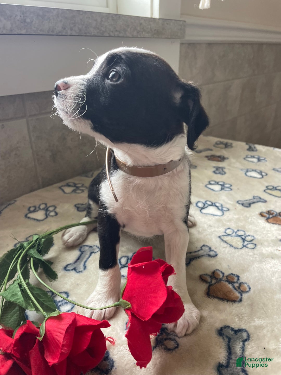 Mixed Breed dogs for sale: Piper - Ad 3