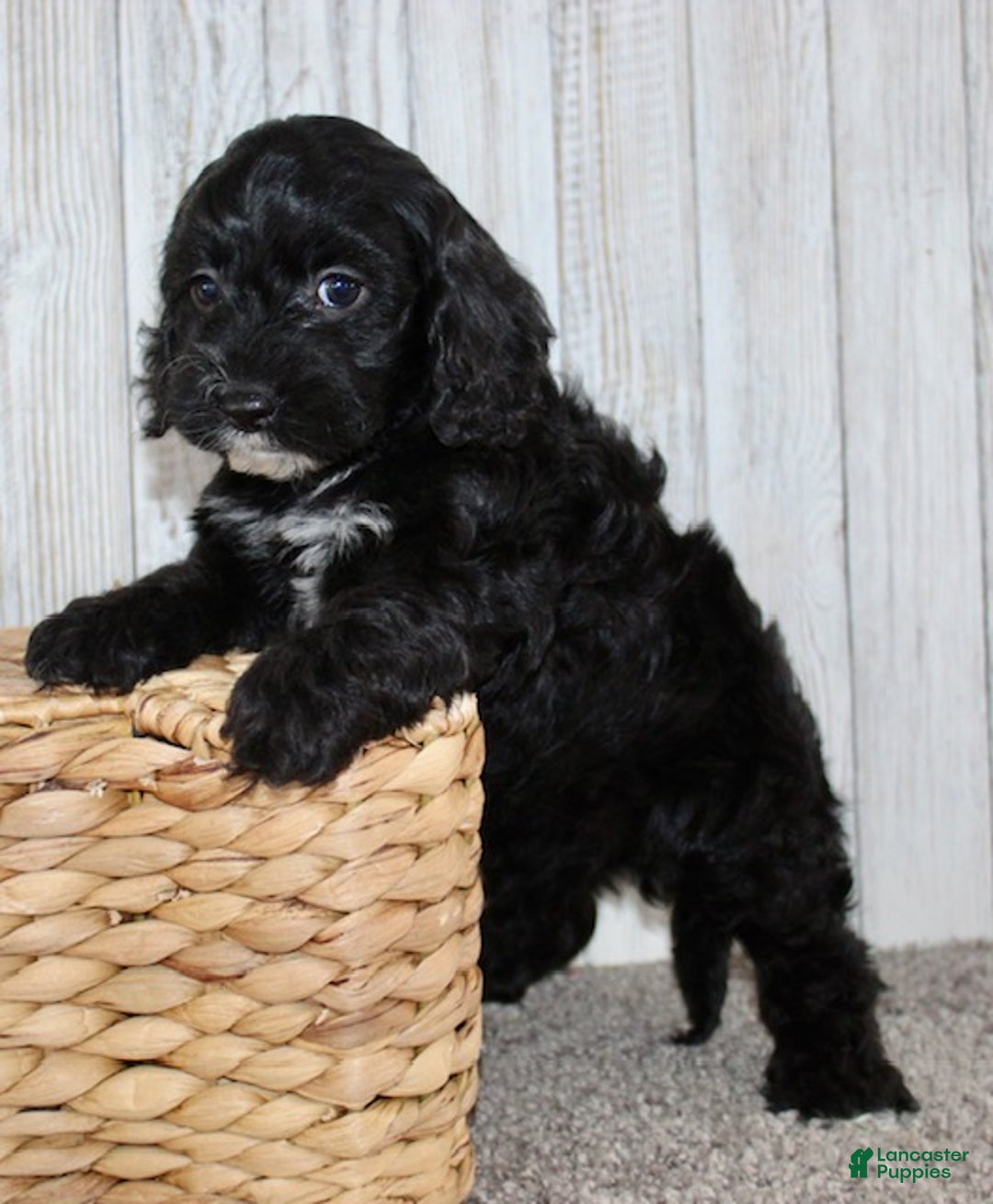 Cockapoo dogs for sale: Coco - Ad 6