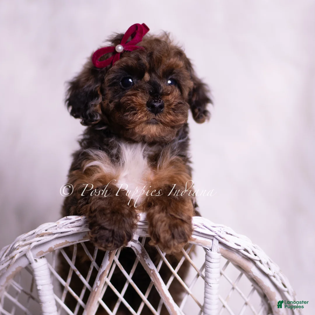 Toy Poodle dogs for sale: Mandy - Ad 5