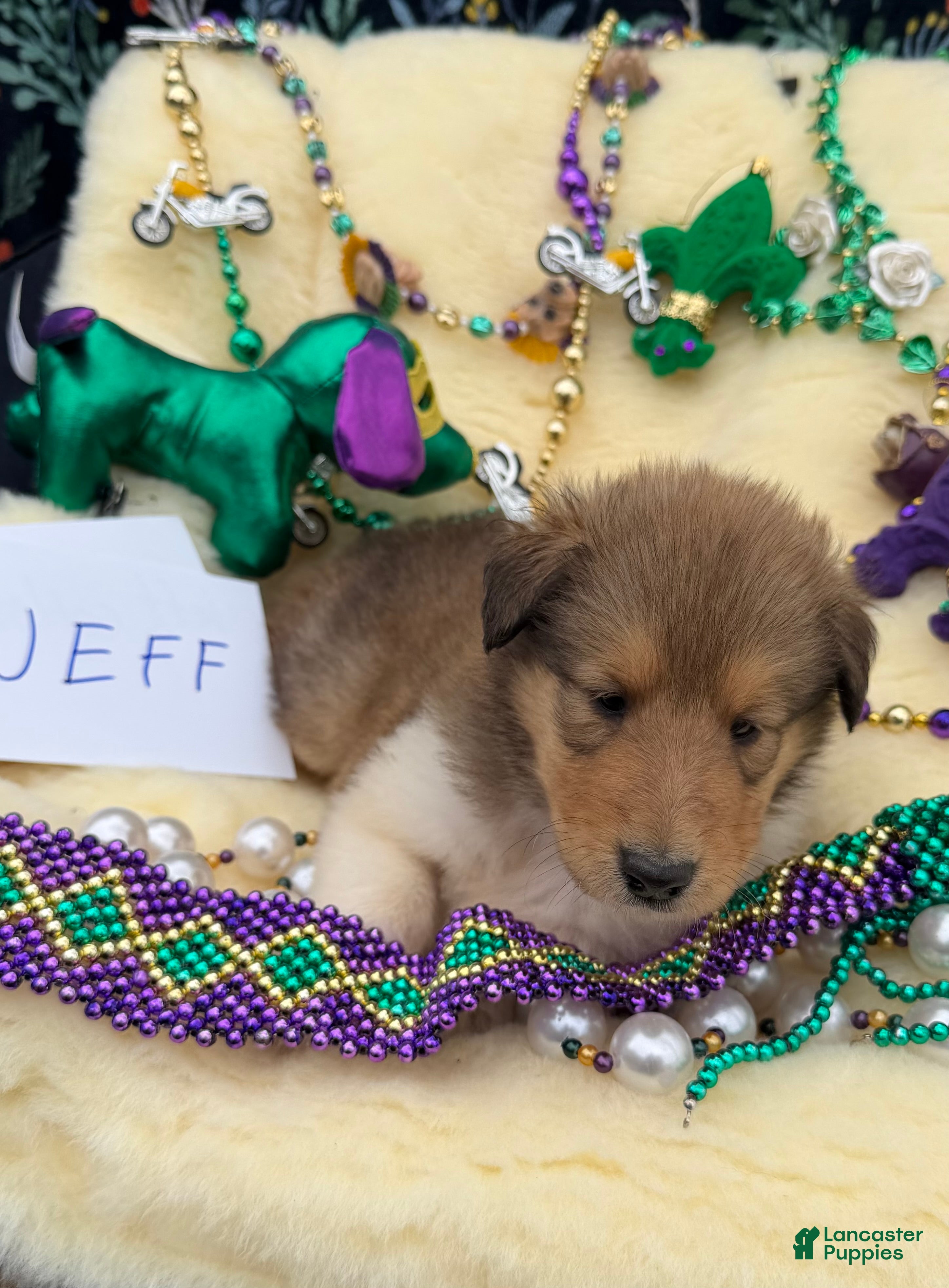 Collie dogs Jeff - Ad 1