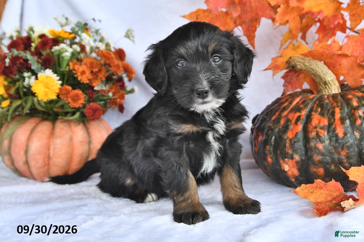 Bernedoodle dogs Cliff - Ad 2