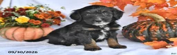 Bernedoodle dogs for sale: Cliff - Ad 2