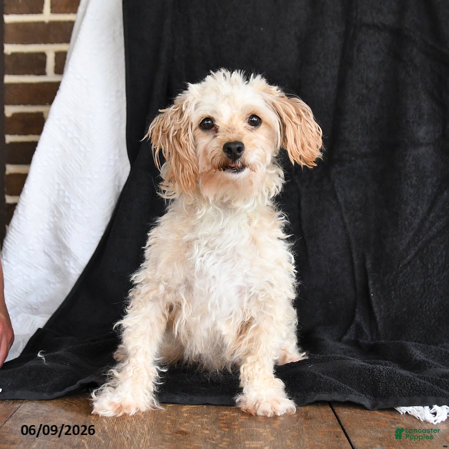 Maltipoo dogs Pansy - Ad 1
