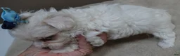 Maltipoo dogs for sale: Zuko - Ad 9