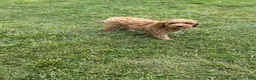 Mini Goldendoodle dogs for sale: Petite Valentino Mini Goldendoodle  - Ad 3