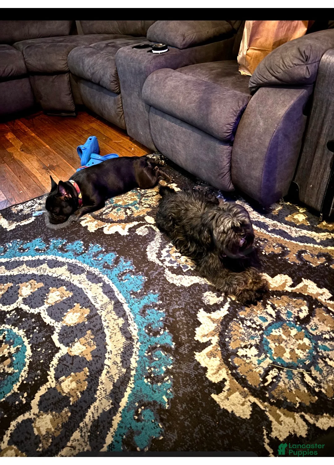 Gallery Image {{count}}