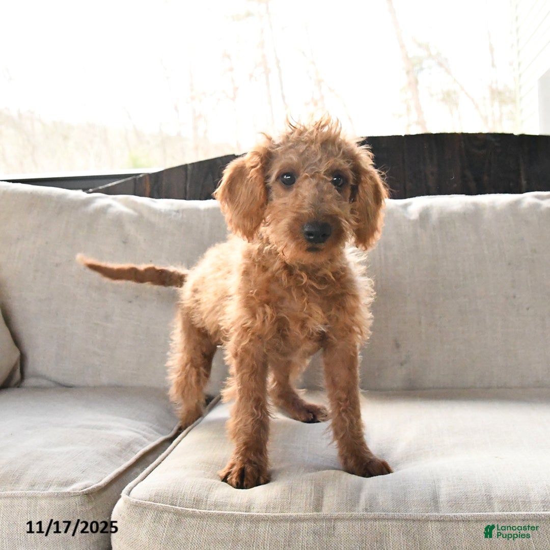 Miniature Labradoodle dogs for sale: Rusty - Ad 4