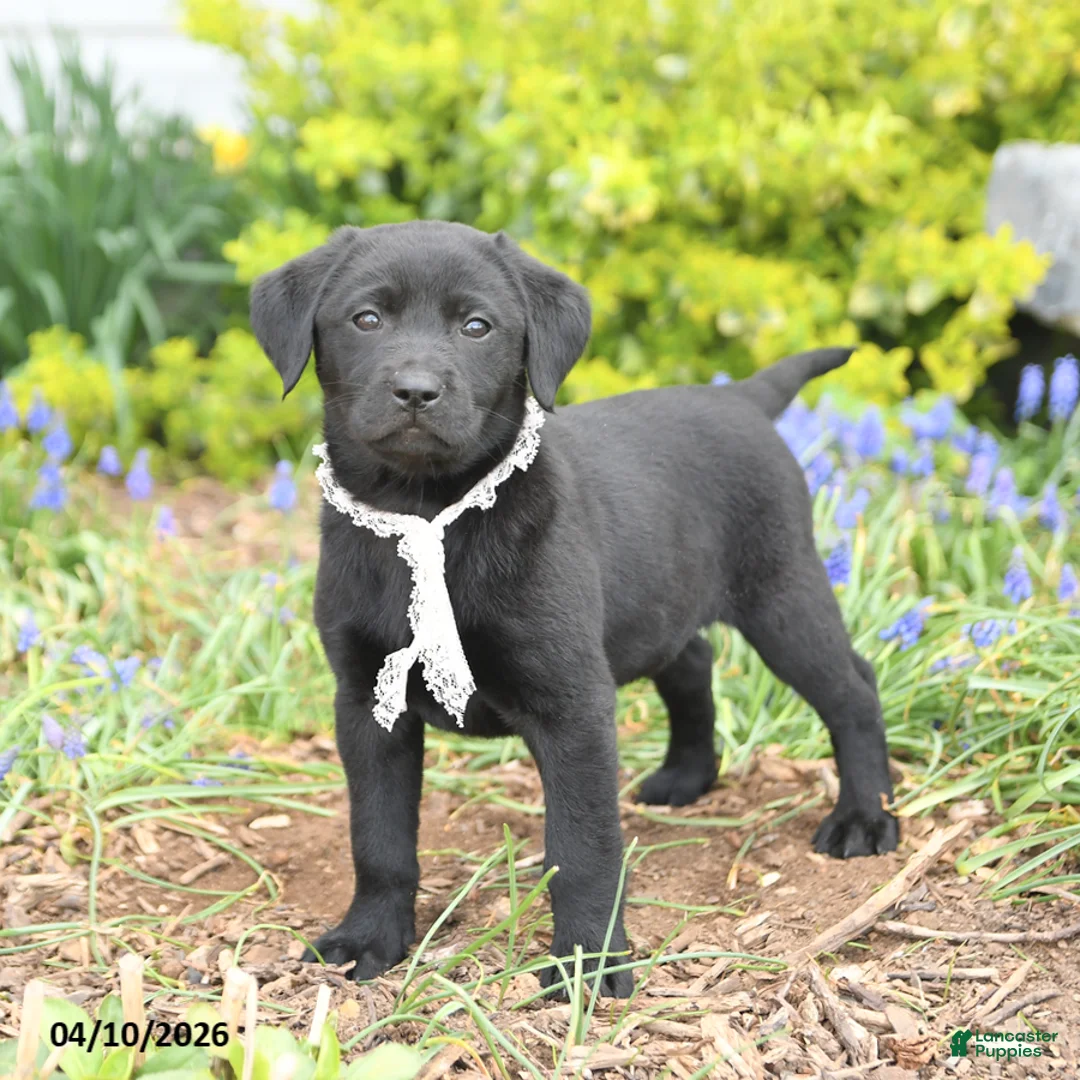 Mixed Breed dogs for sale: Charm  - Ad 1