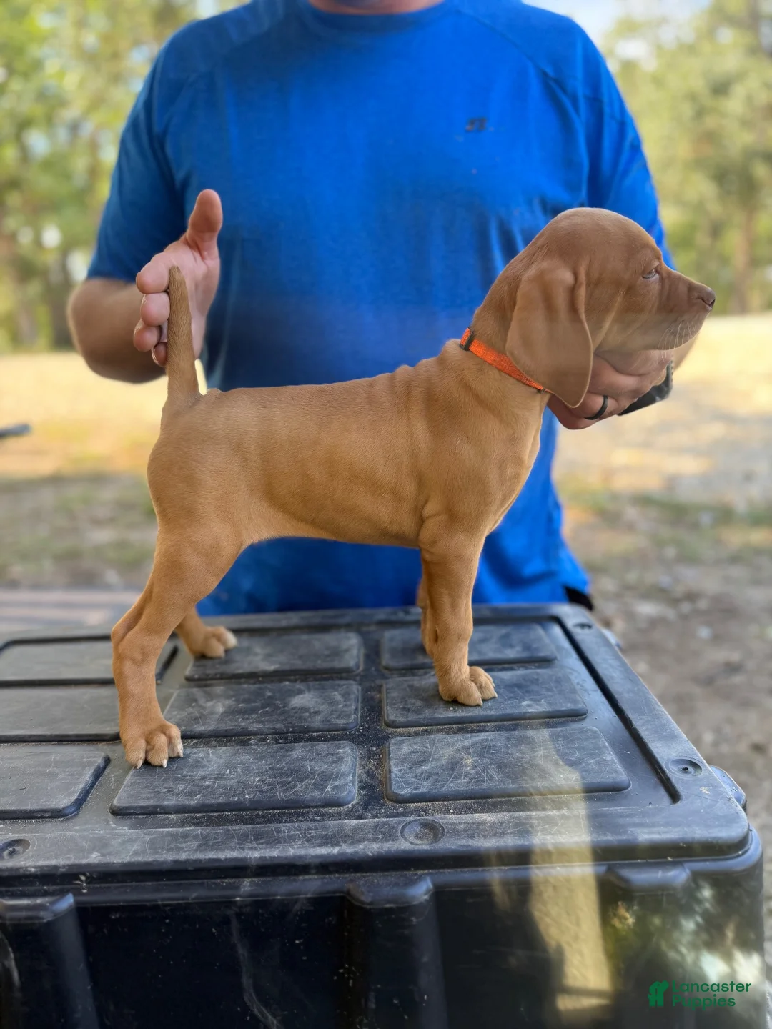 Vizsla dogs for sale: Orange - Ad 1