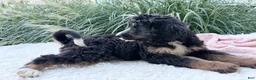 Bernedoodle dogs for sale: Chloe - Ad 4