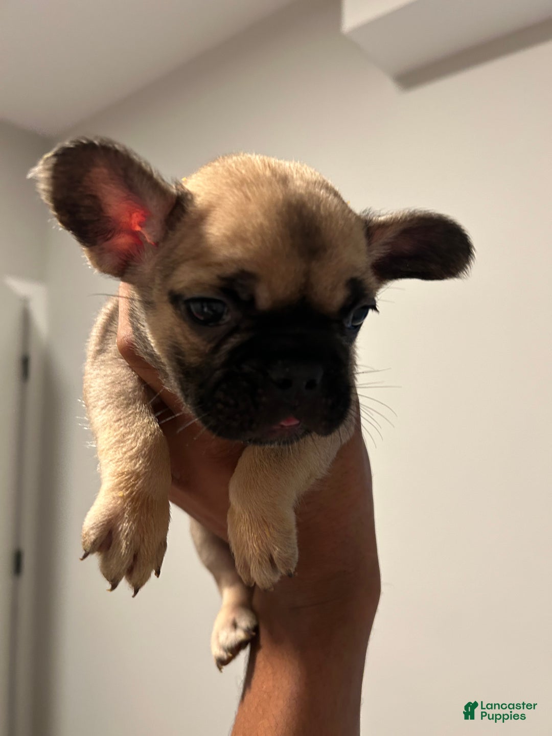 French Bulldog dogs for sale: Lola - Ad 2