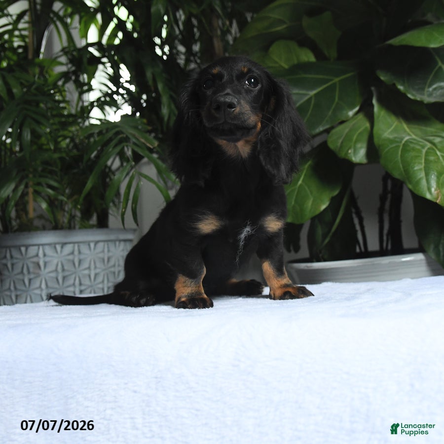 Miniature Dachshund dogs Oakley - Ad 1