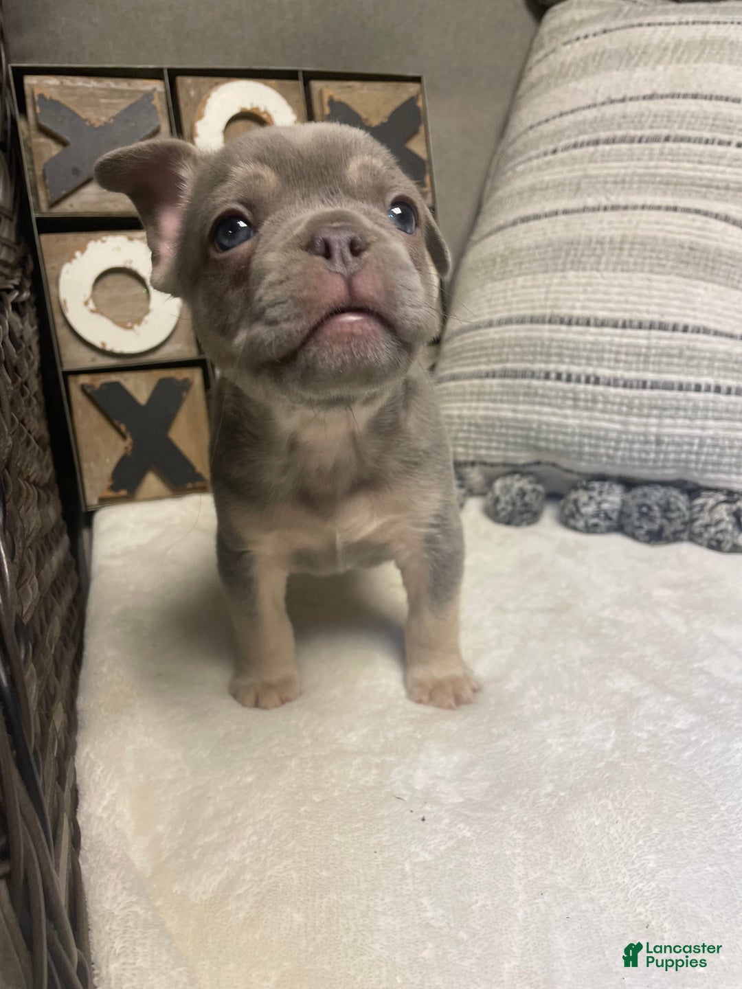 French Bulldog dogs for sale: French Bulldog Puppy 1 - Ad 1
