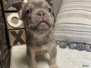 French Bulldog dogs French Bulldog Puppy 1 - Ad 13