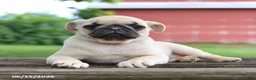 Pug dogs for sale: Lilac - Ad 9