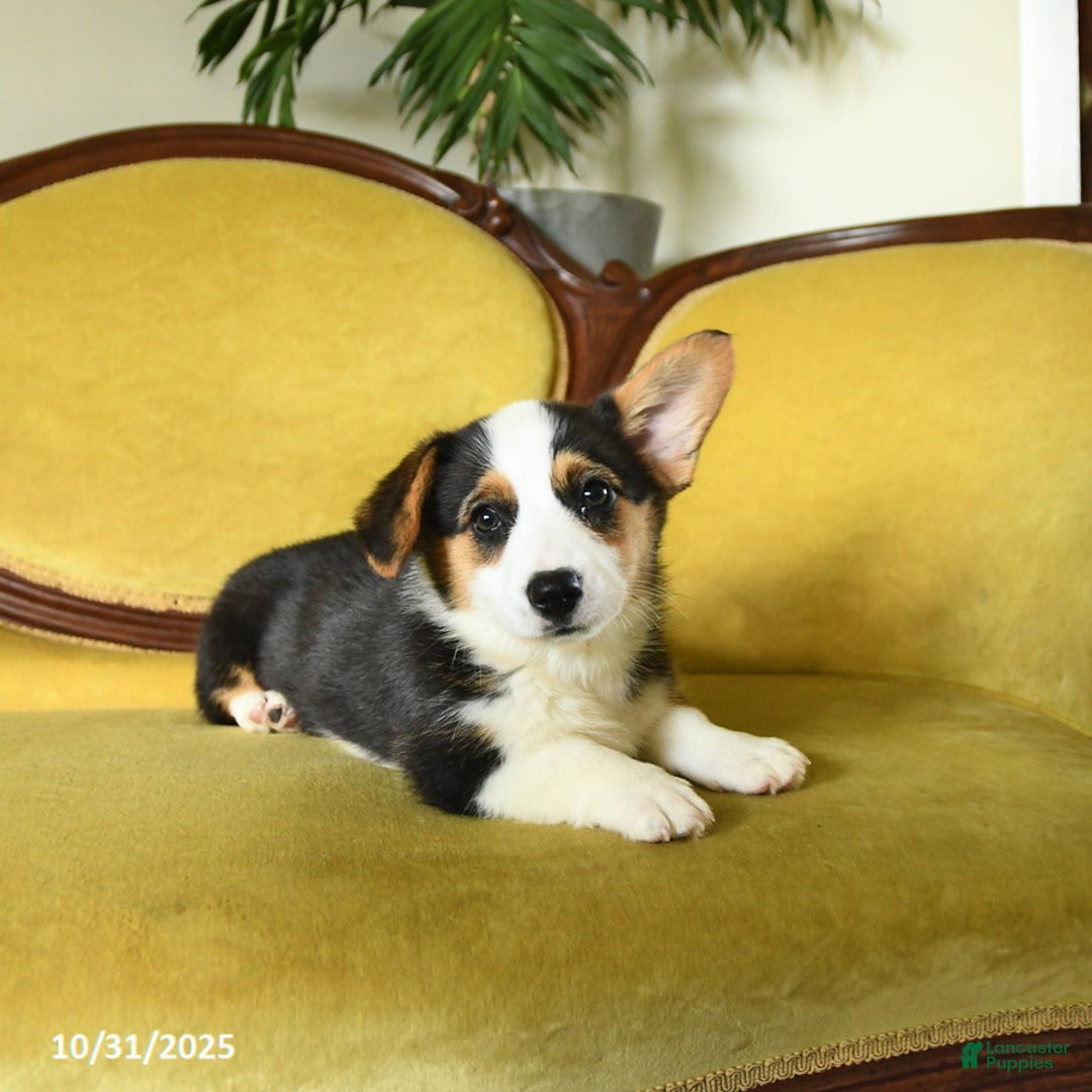 Welsh Corgi Pembroke dogs for sale: Nickle  - Ad 16