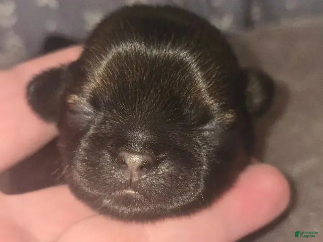 Shih Tzu dogs Rocky AKC - Ad 1