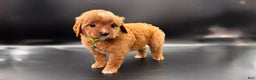 Mini Goldendoodle dogs for sale: Toby F One - Ad 1