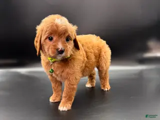 Mini Goldendoodle dogs Toby F One - Ad 38