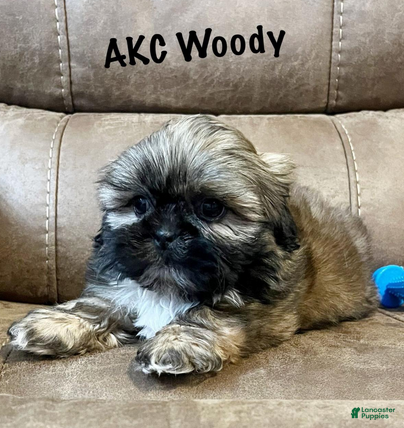 Shih Tzu dogs AKC Woody - Ad 3