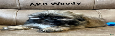 AKC Woody