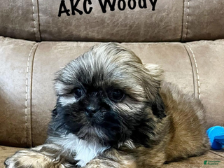 Shih Tzu dogs AKC Woody - Ad 3