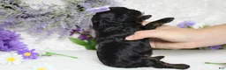 Toy Poodle dogs for sale: Pandora  - Ad 9