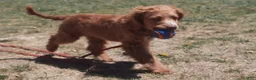 Cockapoo dogs for sale: Lacy - Ad 2