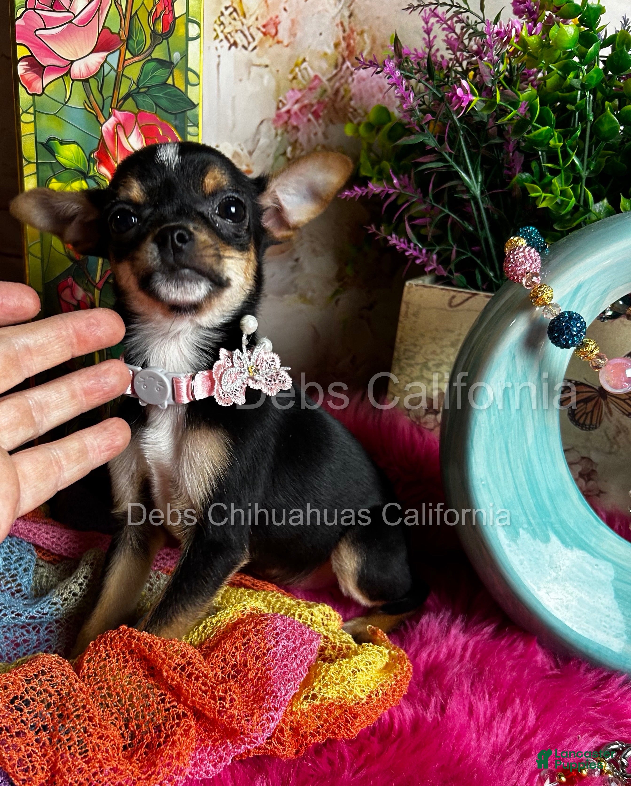 Chihuahua dogs  CITY GIRL  - Ad 1