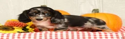 Miniature Dachshund dogs for sale: Blu - Ad 2